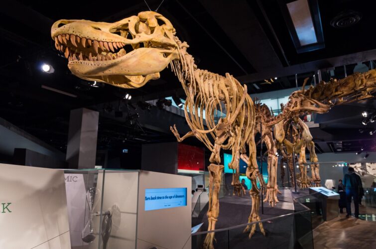 squelette de Tarbosaurus bataar au Melbourne Museum