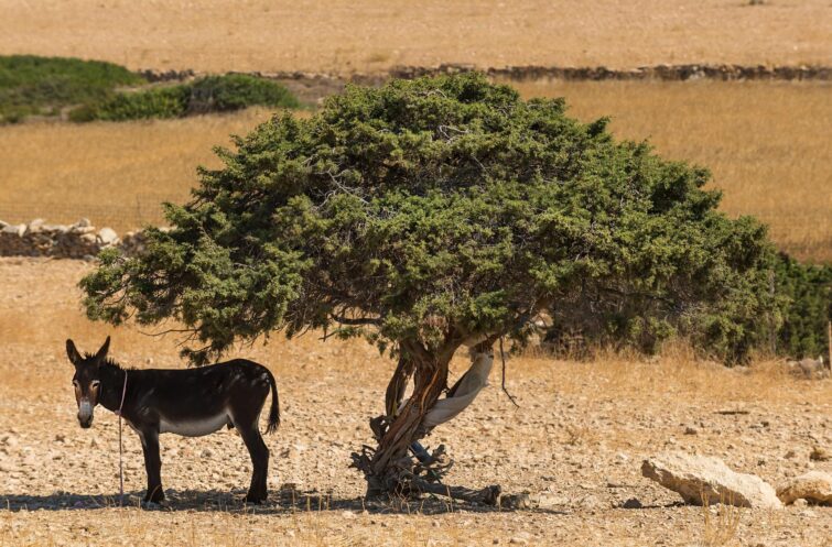 Âne et arbre sur l'île grecque de Kato Koufonisia