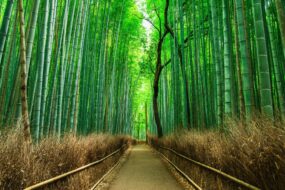 Bambouseraie d'Arashiyama à Kyoto