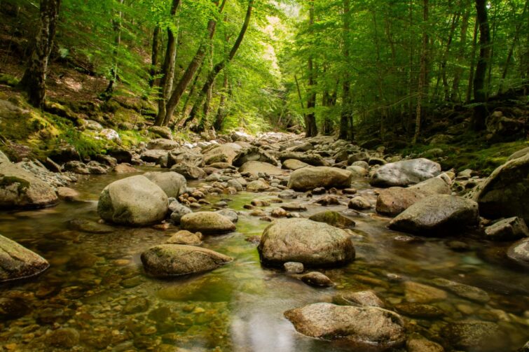 Cascade dans la forêt de Vizzavona en Corse