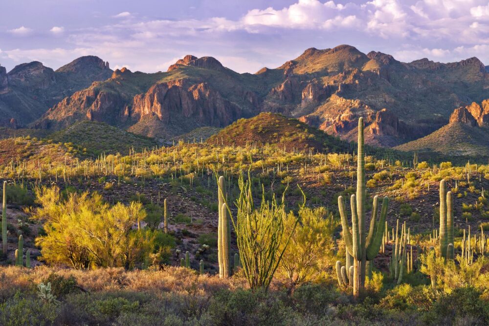 Désert de Sonora en Arizona, États-Unis