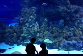 Deux enfants en visite au Cairns Aquarium, Australie