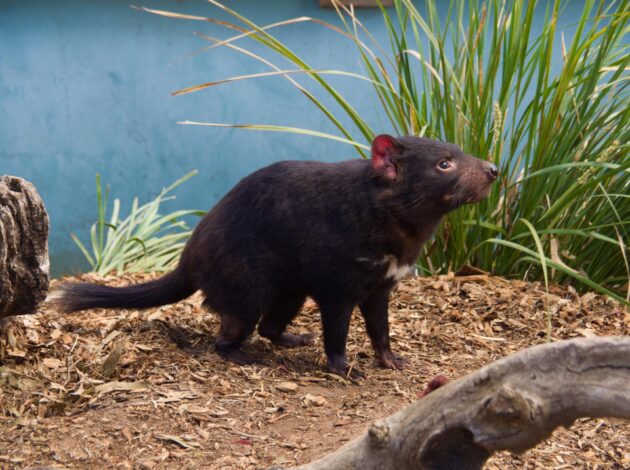 Diable de Tasmanie au Bonorong Wildlife Sanctuary