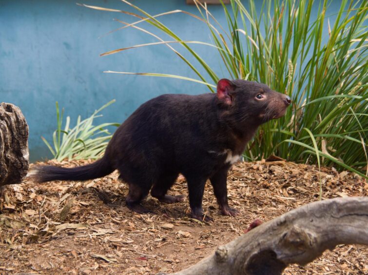 Diable de Tasmanie au Bonorong Wildlife Sanctuary