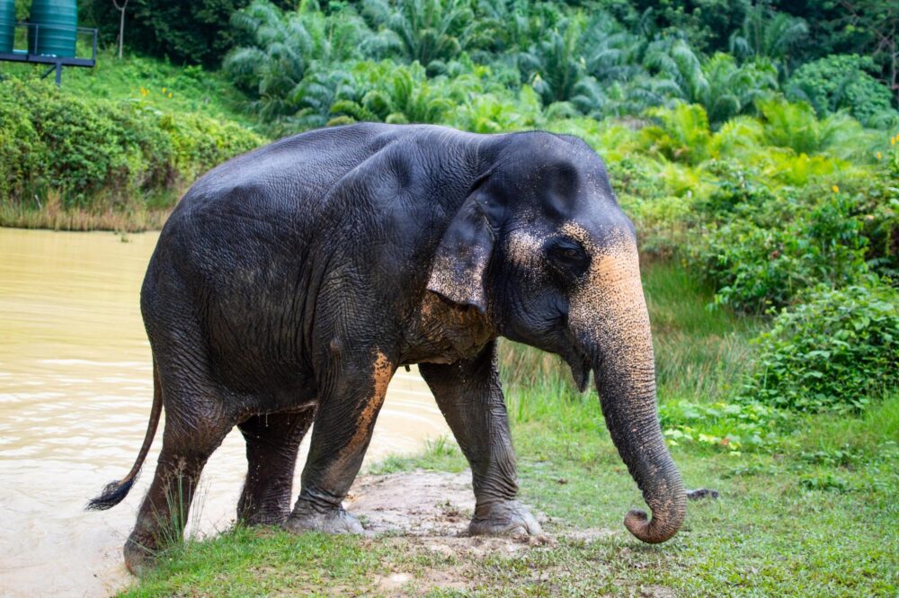 Éléphant dans un refuge de Koh Lanta
