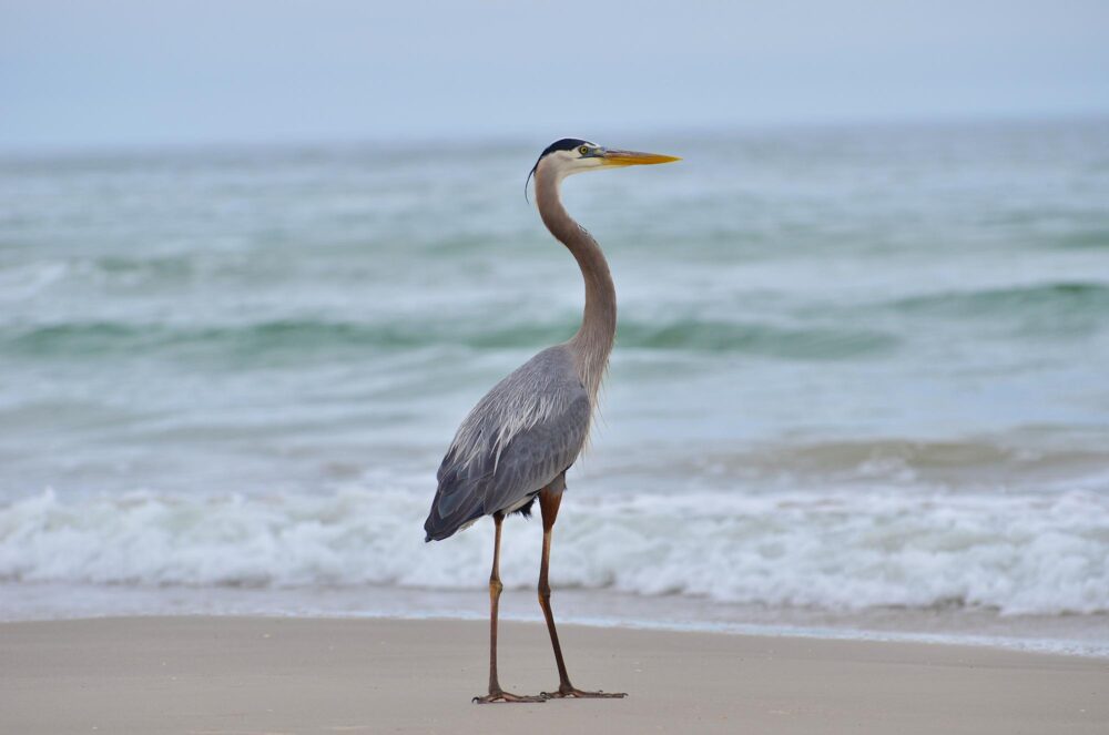 Héron au Padre Island National Seashore au Texas