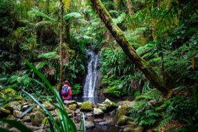 Hiker woman admiring tropical waterfall in Australian rainforest