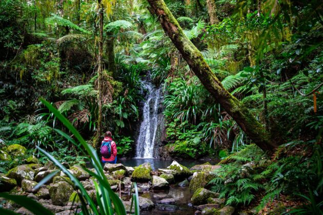 Hiker woman admiring tropical waterfall in Australian rainforest