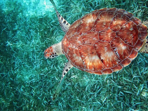 Hol Chan Marine Reserve