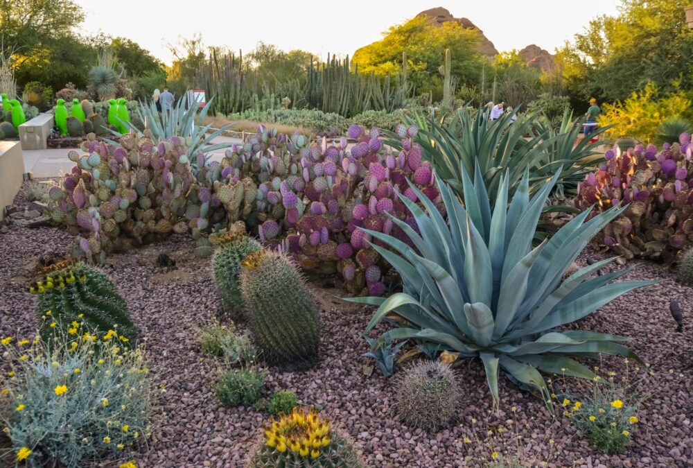 Jardin botanique du désert en Arizona, États-Unis