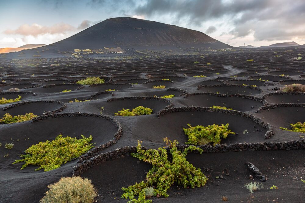 La Geria Lanzarote