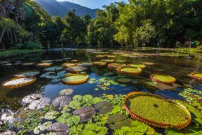 Lac du Jardin botanique de Rio de Janeiro
