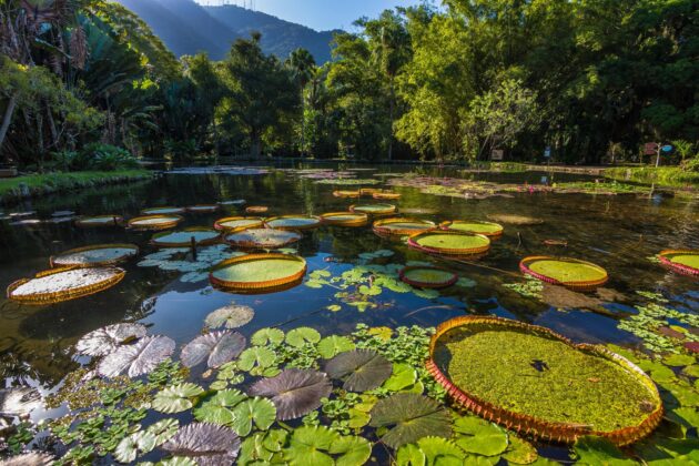 Lac du Jardin botanique de Rio de Janeiro