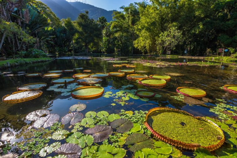 Lac du Jardin botanique de Rio de Janeiro