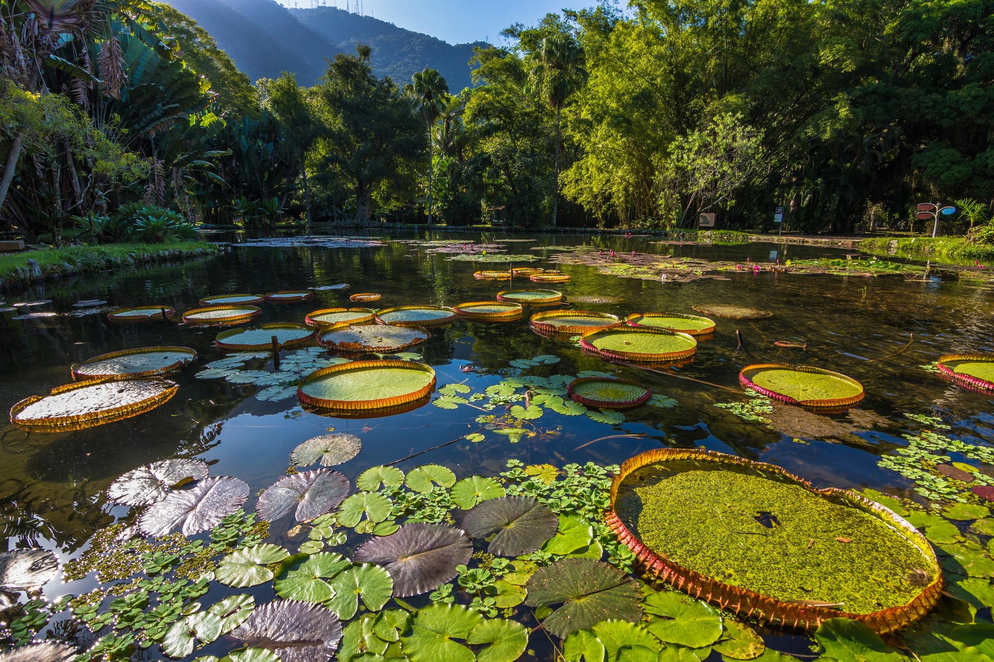 Lac du Jardin botanique de Rio de Janeiro