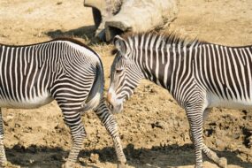 Le Parc zoologique de Paris