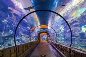 Le tunnel sous-marin du Shark Reef Aquarium à Las Vegas, États-Unis