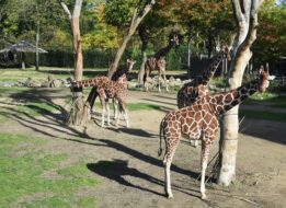 Les girafes du zoo de Rotterdam