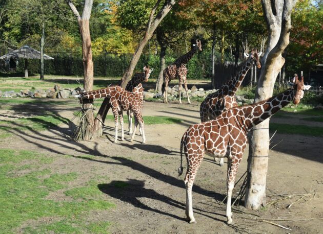Les girafes du zoo de Rotterdam