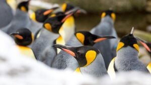 Les pingouins au zoo de Zurich en Suisse