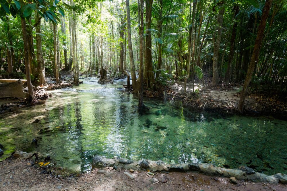 Mangrove du parc naturel de la forêt de Thung Teao à Krabi