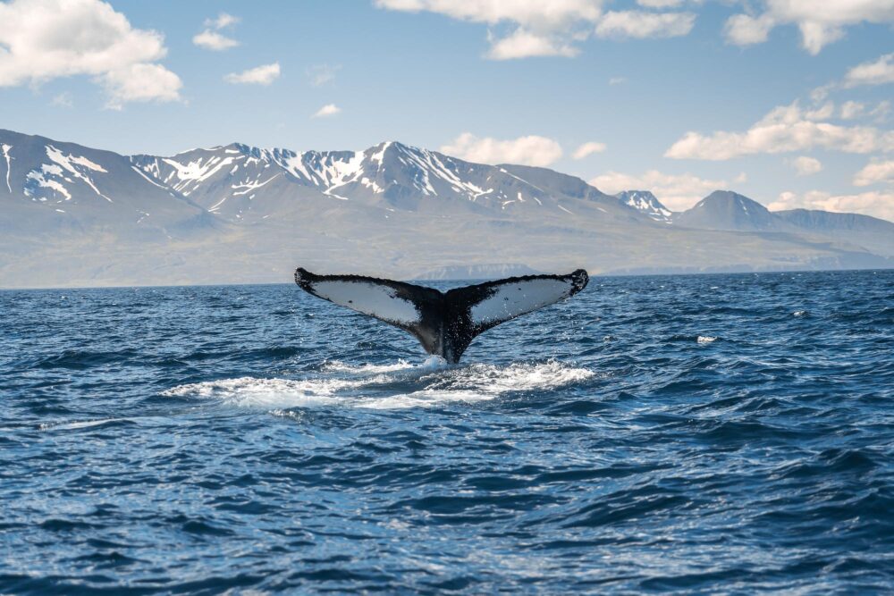 Observation de baleine sur la côte islandaise près de Husavik