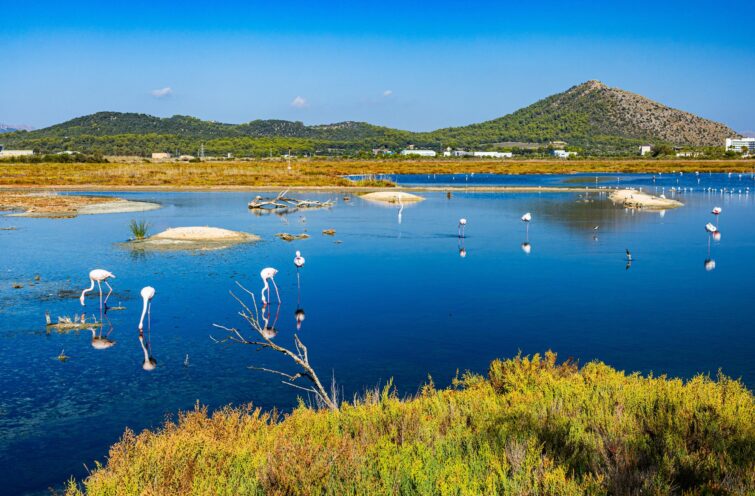 Parc Naturel de S'Albufera des Iles Baléares