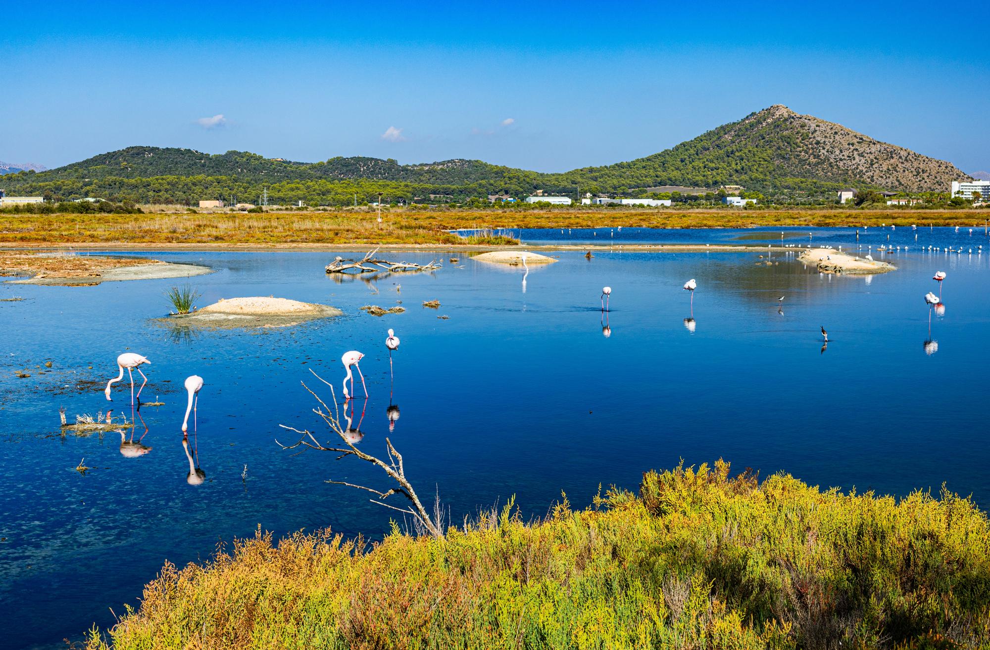 Parc Naturel de S'Albufera des Iles Baléares