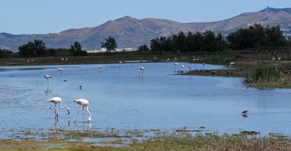 Parc Naturel des Aiguamolls de l’Empordà à Roses