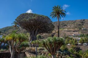Parc du Dragonnier millénaire, Tenerife