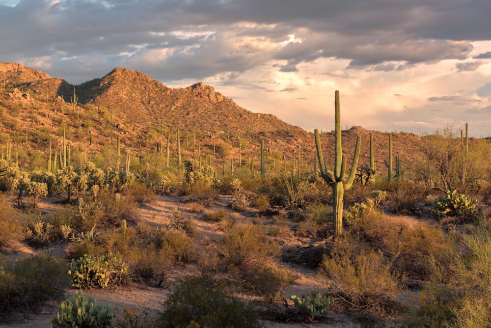 Parc national de Saguaro en Arizona, États-Unis