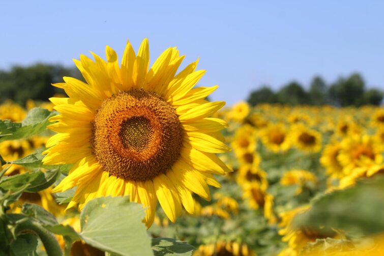 Photo en gros plan d'un champ de tournesols sauvages appliquant la règle des tiers