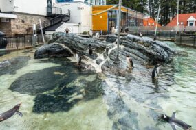 Pingouins à l'aquarium de Bergen