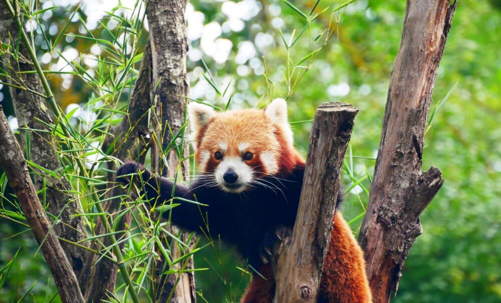Portrait d'un panda rouge perché dans un arbre au zoo d'Amiens dans la Somme