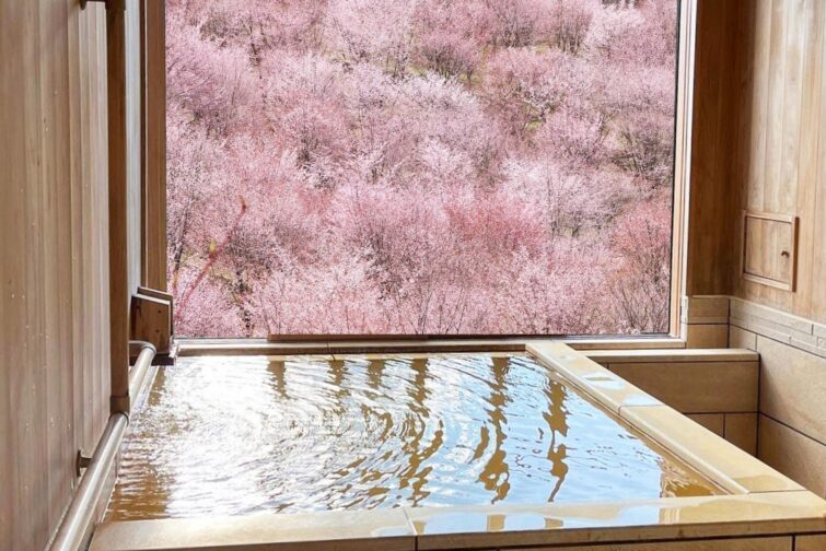 Profitez de la vue spectaculaire sur les fleurs de cerisiers tout en vous baignant dans un onsen