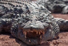 Un crocodile du Croco Parc à Agadir