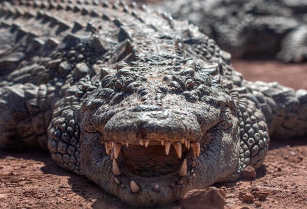 Un crocodile du Croco Parc à Agadir