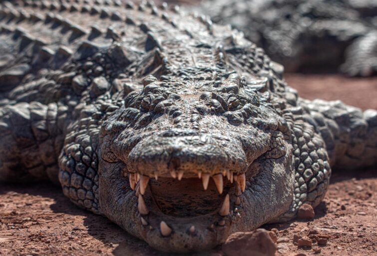 Un crocodile du Croco Parc à Agadir
