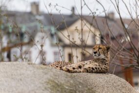 Un guépard au zoo de Bâle en Suisse