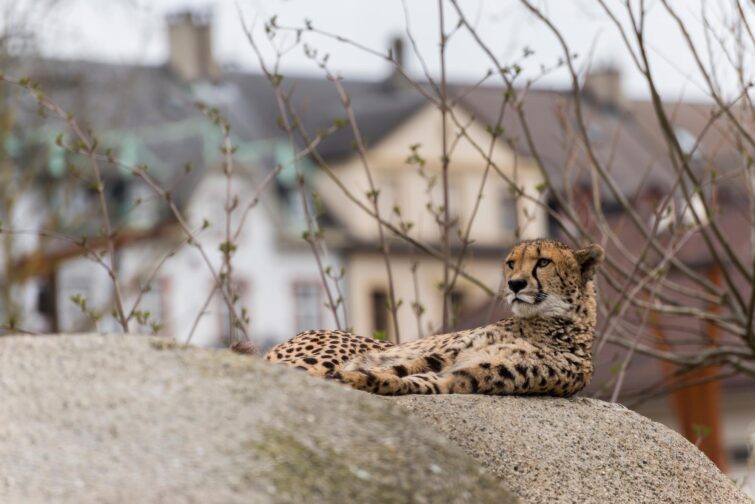 Un guépard au zoo de Bâle en Suisse