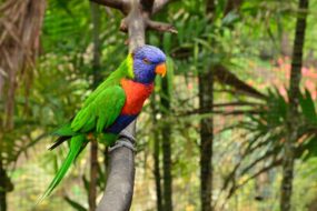 Un loriquet coloré au zoo de Martinique