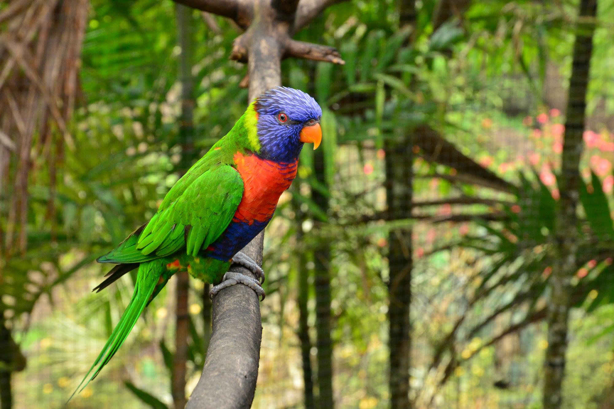 Un loriquet coloré au zoo de Martinique
