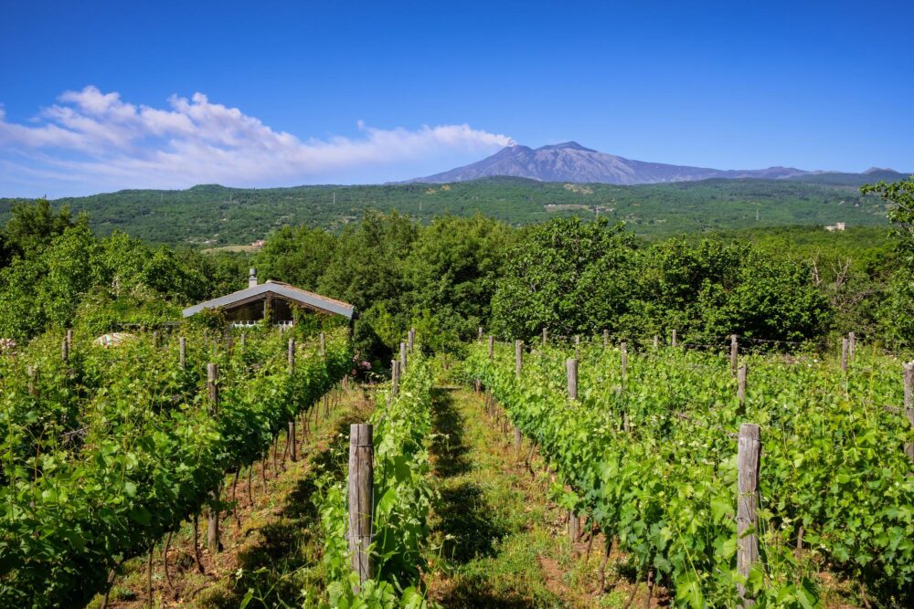 Vignoble sicilien près de l'Etna