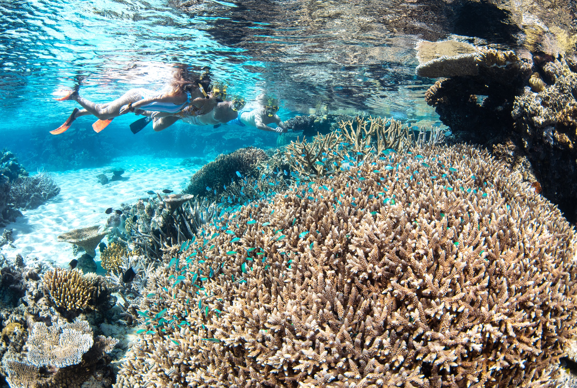 Great Barrier Reef, Tropical North Queensland