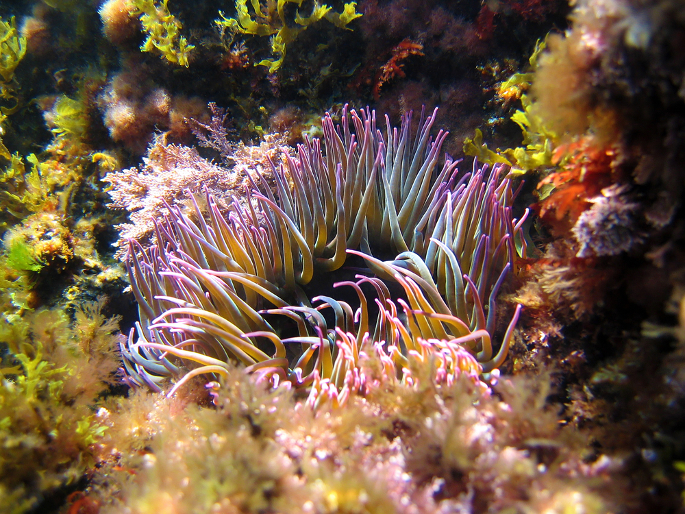 Plongée proche d'Ajaccio, en Corse