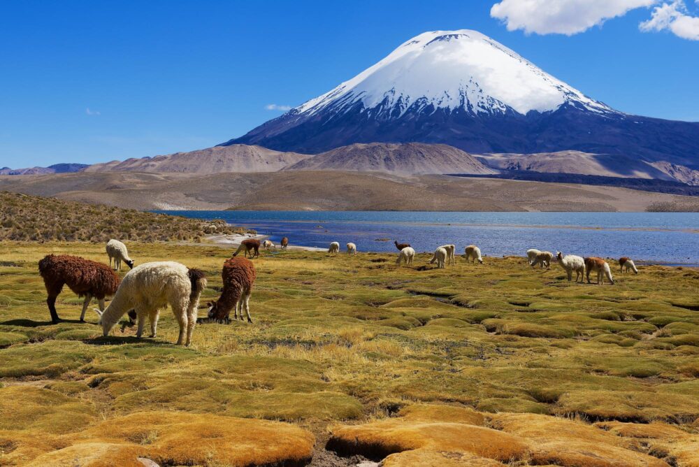 Alpacas broutent sur la rive du lac de Chungara avec le volcan Parinacota en arrière-plan dans le parc national de Lauca, au Chili