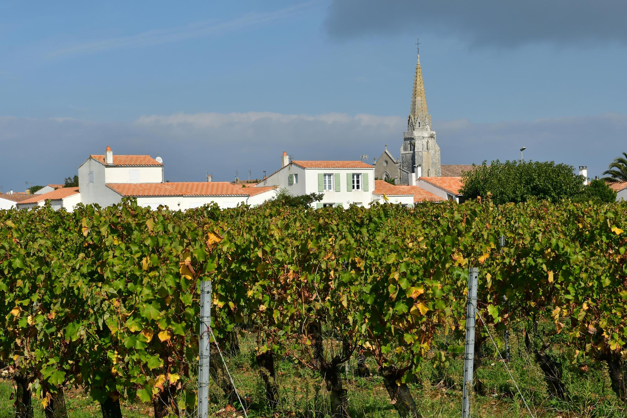 Balade à vélo vignes Sainte-Marie-de-Ré