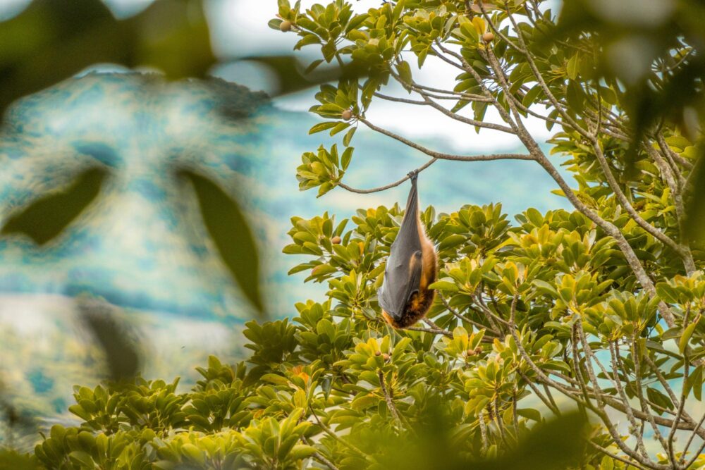 Chauve-souris à Maurice dans la réserve d'Ebony Forest