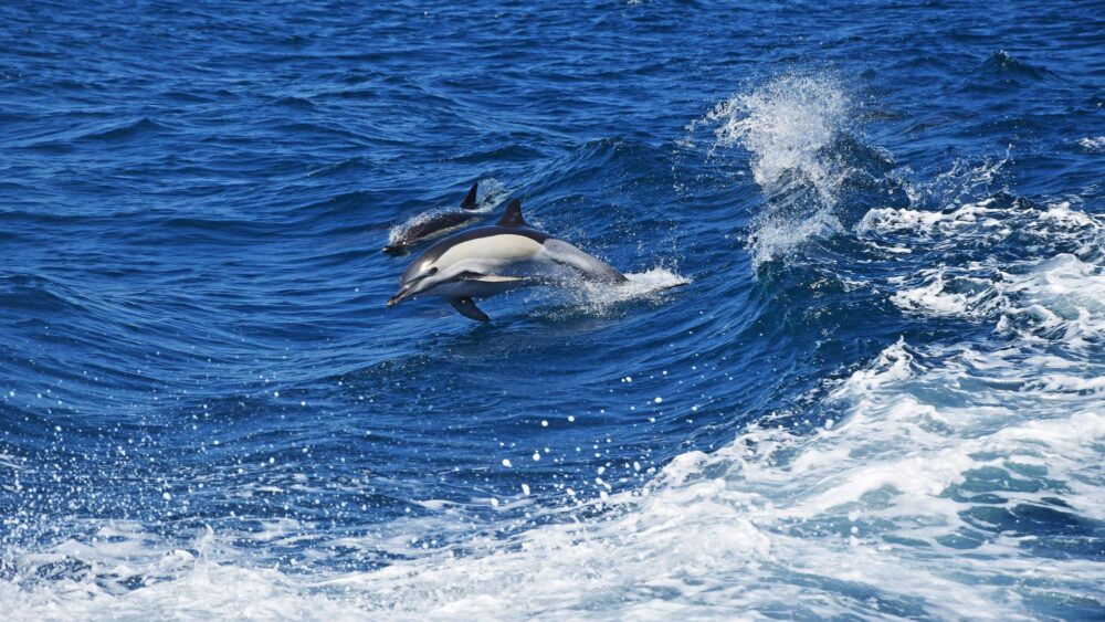 Dauphins dnas la baie de Gibraltar