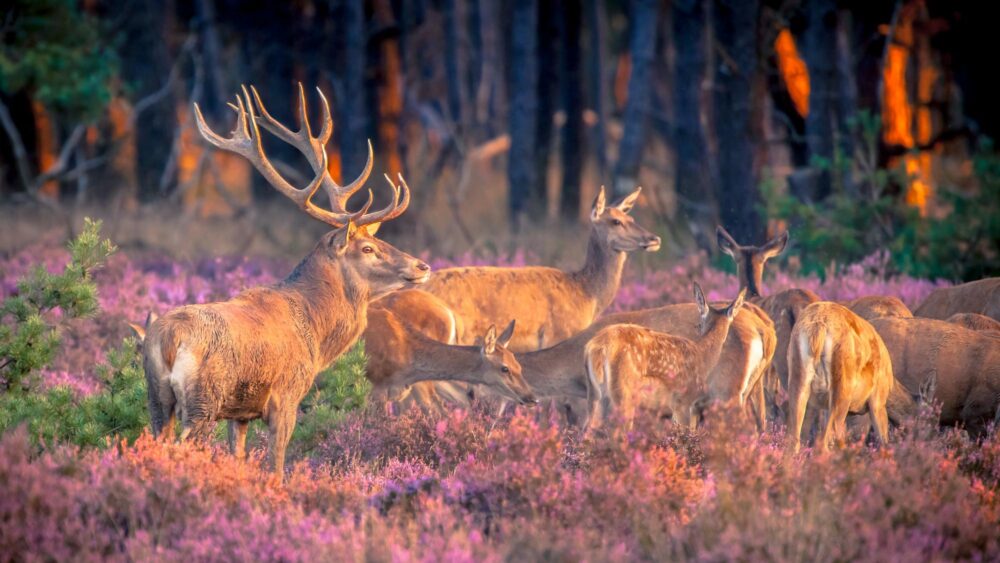 De Hoge Veluwe